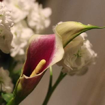 花アルバムの画像 by cocoさん | カラーと花アルバムと私の花写真と花のある暮らしと美しいお花とお花パワー