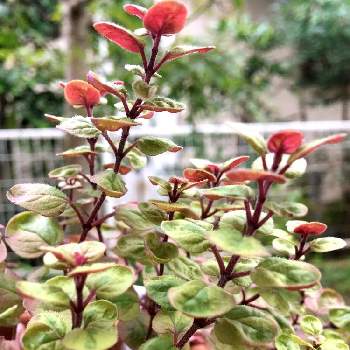 オレガノマルゲリータの画像 by Mayさん | 小さな庭と葉が綺麗とオレガノマルゲリータと寄植え素材と花のある暮らしとiPhone撮影