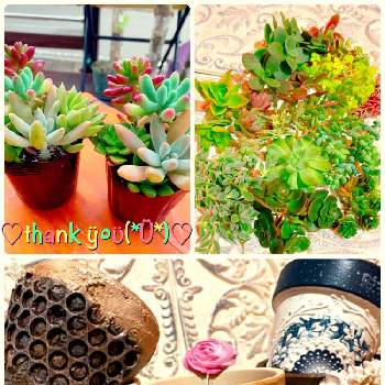 シマムラ園芸秋の園芸祭の投稿画像一覧 Greensnap グリーンスナップ