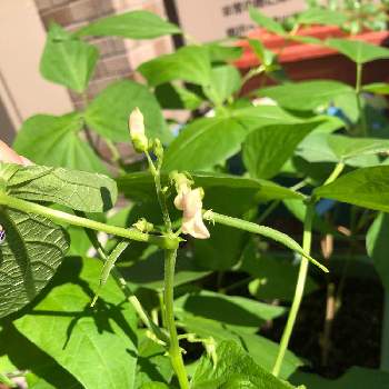 いんげんの投稿画像一覧 Greensnap グリーンスナップ