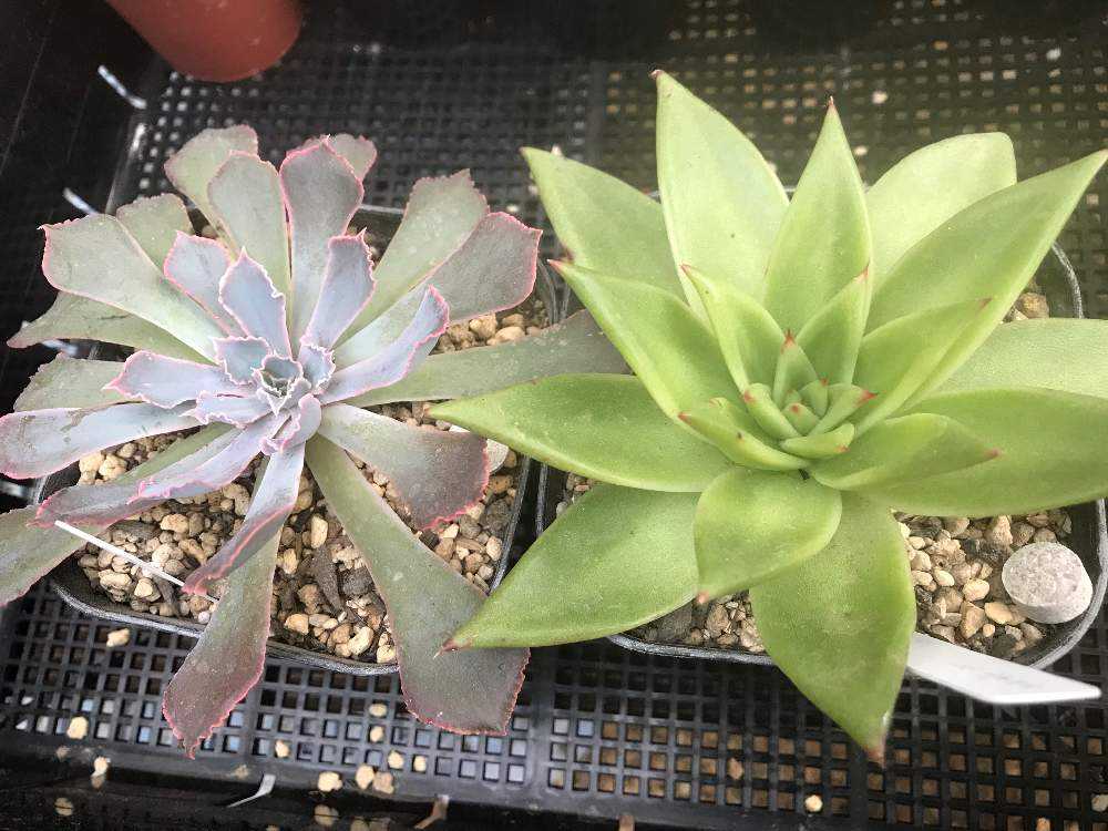 エボニー 成長記録｜🍀GreenSnap（グリーンスナップ）