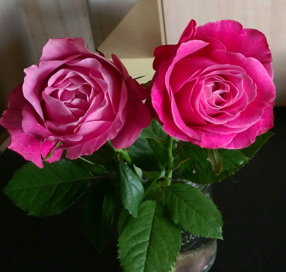 薔薇の投稿画像 By はてはぁなさん ピンクの花とバラ 切り花 19月10月27日 Greensnap グリーンスナップ