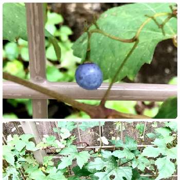 斑入り山ぶどうの投稿画像一覧 Greensnap グリーンスナップ