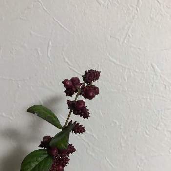 シンフォリカリフォスの投稿画像一覧 Greensnap グリーンスナップ