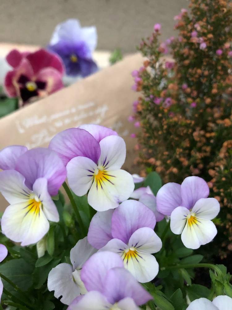 エリカの投稿画像 By Yossyさん パンジーとビオラと封筒 From Jujuとカリグラフィーとjujuさんのタグとみどりのまとめと台風被害と応援するよと手作りネームタグと1 000万枚突破とビオラ苗ケース希望 19月10月27日 Greensnap グリーンスナップ