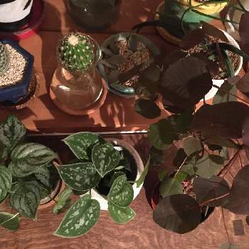 ラフィドフォラ・プラチナハートの画像 by akkyさん | 部屋とユーフォルビア チョコリーフとスキンダプタスとラフィドフォラ・プラチナハートとインドアグリーンとラフィドフォラ属と観葉植物と植物のある暮らしとグリーンインテリアと蔓性植物と植物好きと新入りさんとユーフォルビアとインテリアグリーン