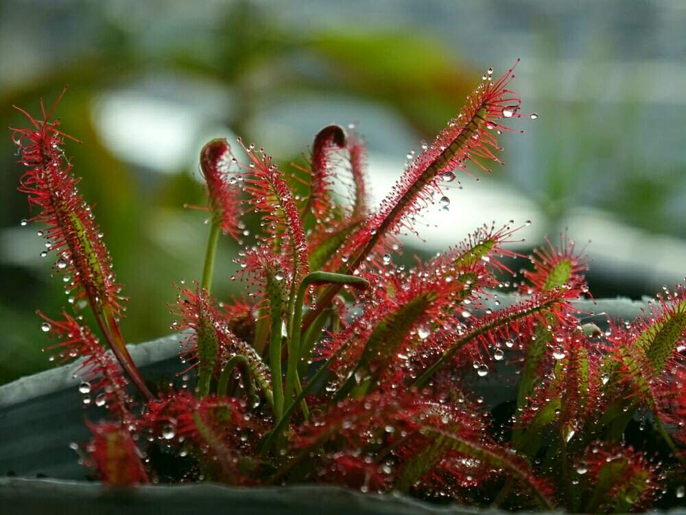 観葉植物の投稿画像 By ネコざくらさん 食虫植物と花と観葉植物とわが家の観葉植物 と食虫植物 モウセンゴケとモウセンゴケ類と観葉植物がスキと花 のある暮らしとお花のある生活とモウセンゴケ属とネコざくらと食虫植物広め隊 19月10月27日 Greensnap グリーン