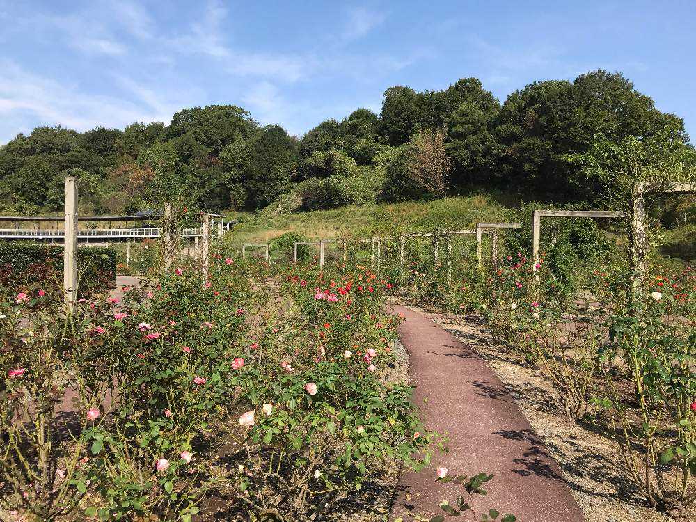 岐阜 花フェスタ記念公園 19年秋 Greensnap グリーンスナップ