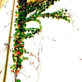 つた植物の画像 by 楓さん | お出かけ先とグリーンのある暮らしとつたとつた植物と紅葉（こうよう）とグリーン大好きと花のある暮らし