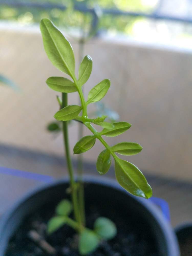 香りのある植物の投稿画像 By Woodappleさん 大輪ジャスミンとjasminum Officinale F Grandiflorum 19月10月28日 Greensnap グリーンスナップ 香りのある植物の投稿画像 By Woodappleさん 大輪ジャスミンとjasminum Officinale F Grandiflorum 19月10月28日 Greensnap グリーンスナップ
