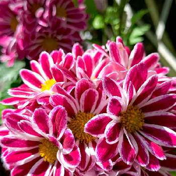 西洋菊 スプレーマムの投稿画像一覧 Greensnap グリーンスナップ