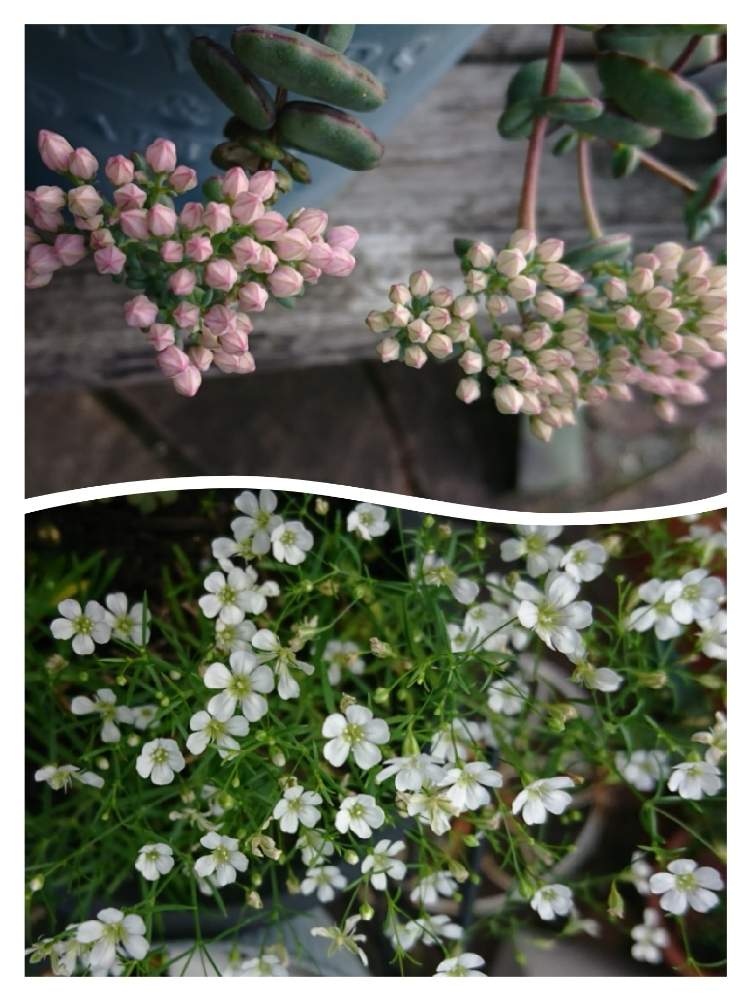 白花かすみ草の投稿画像 By とともさん ミセバヤ 19月10月28日 Greensnap グリーンスナップ