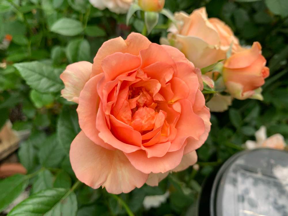 バラ 杏奈の投稿画像 By ポンポンさん 19年10月 19月10月28日 Greensnap グリーンスナップ