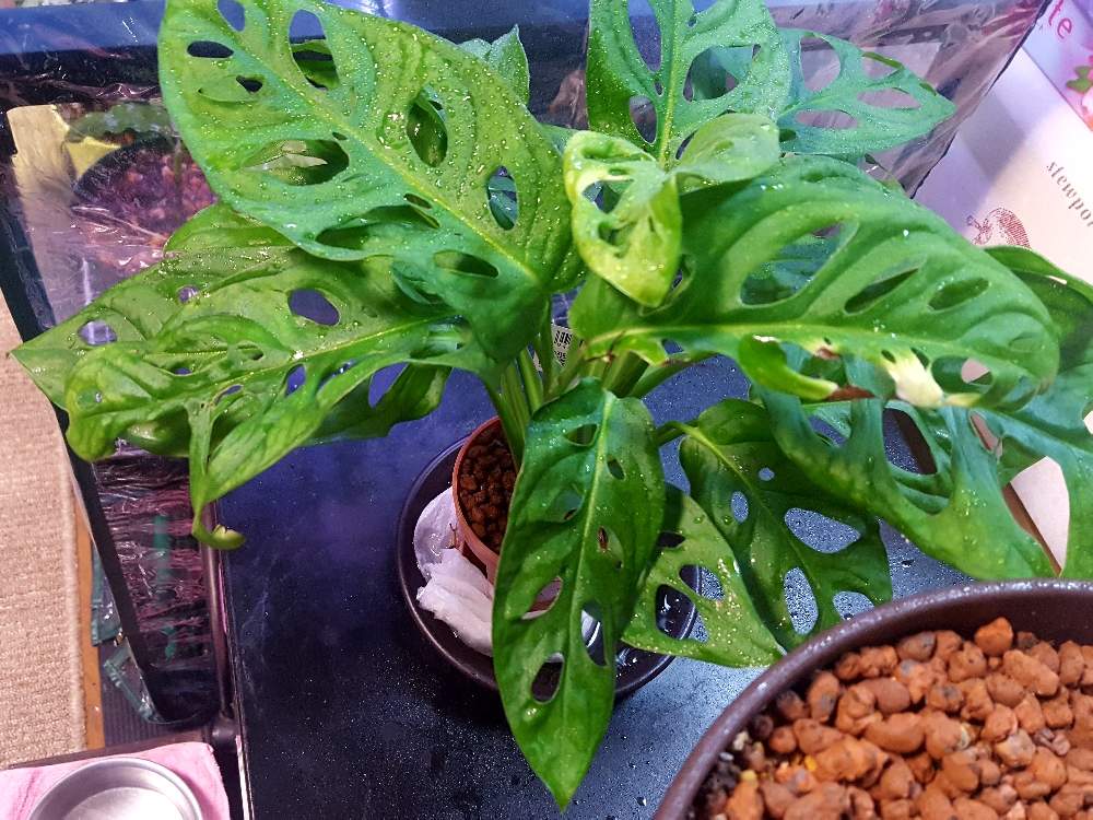 マドカズラの投稿画像 By 武藏さん 観葉植物と緑のある暮らしとサトイモ 科と熱帯植物と斑入り と湿地 19月10月28日 Greensnap グリーンスナップ