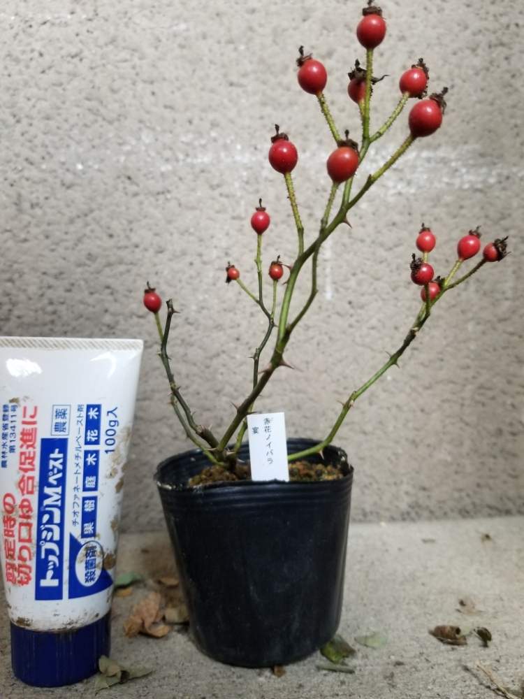 赤花ノイバラの投稿画像 By ニワバラベラバラさん ばら バラ 薔薇と薔薇に魅せられてと薔薇のある暮らし と花のある暮らしとお花のある生活と薔薇 とばら 薔薇 バラとバラ ミニバラとつどいの里八ヶ岳山野草園と小さな庭と赤いローズヒップとばら バラ 薔薇と薔薇に