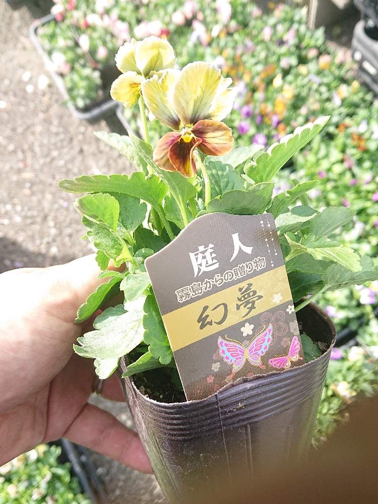 小さな庭の投稿画像 By 夢と緑を運ぶ店ホピー 鈴蘭園さん 植物 のある暮らしと当店お勧めとgs映えとgs日和と片山清美作品展19とガーデニングと花のある暮らしと植物のある暮らしと当店お勧めとgs映えとgs日和と片山清美作品展19とガーデニングと花のある暮らし 19