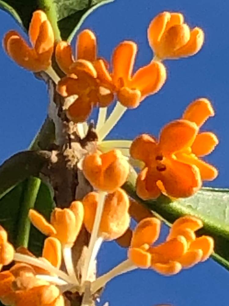 小さな庭の投稿画像 By たえたえさん 植物のある暮らしと金木犀 とgs映えとgs日和と植中毒と花のある暮らしと青空の下と植物のある暮らしと金木犀 とgs映えとgs日和と植中毒と花のある暮らしと青空の下 19月10月29日 Greensnap グリーンスナップ