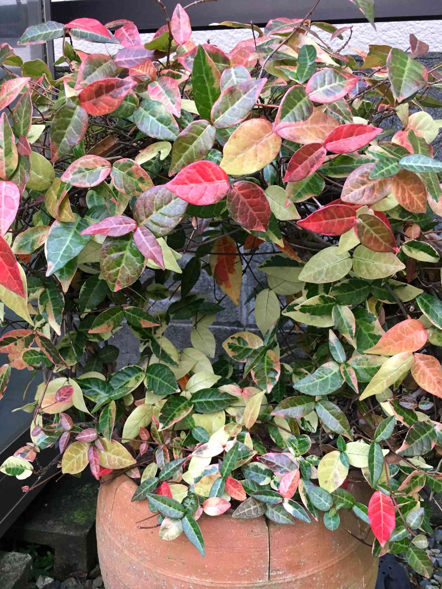五色ツタの一覧｜🍀GreenSnap（グリーンスナップ）