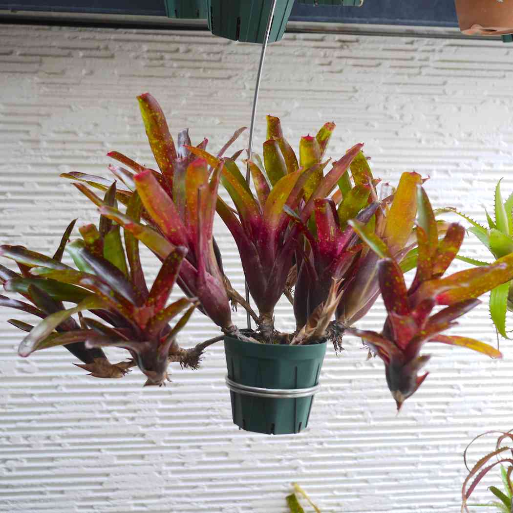 ネオレゲリア　バイーアナ　会長株 ネオレゲリア バイーアナ 会長株