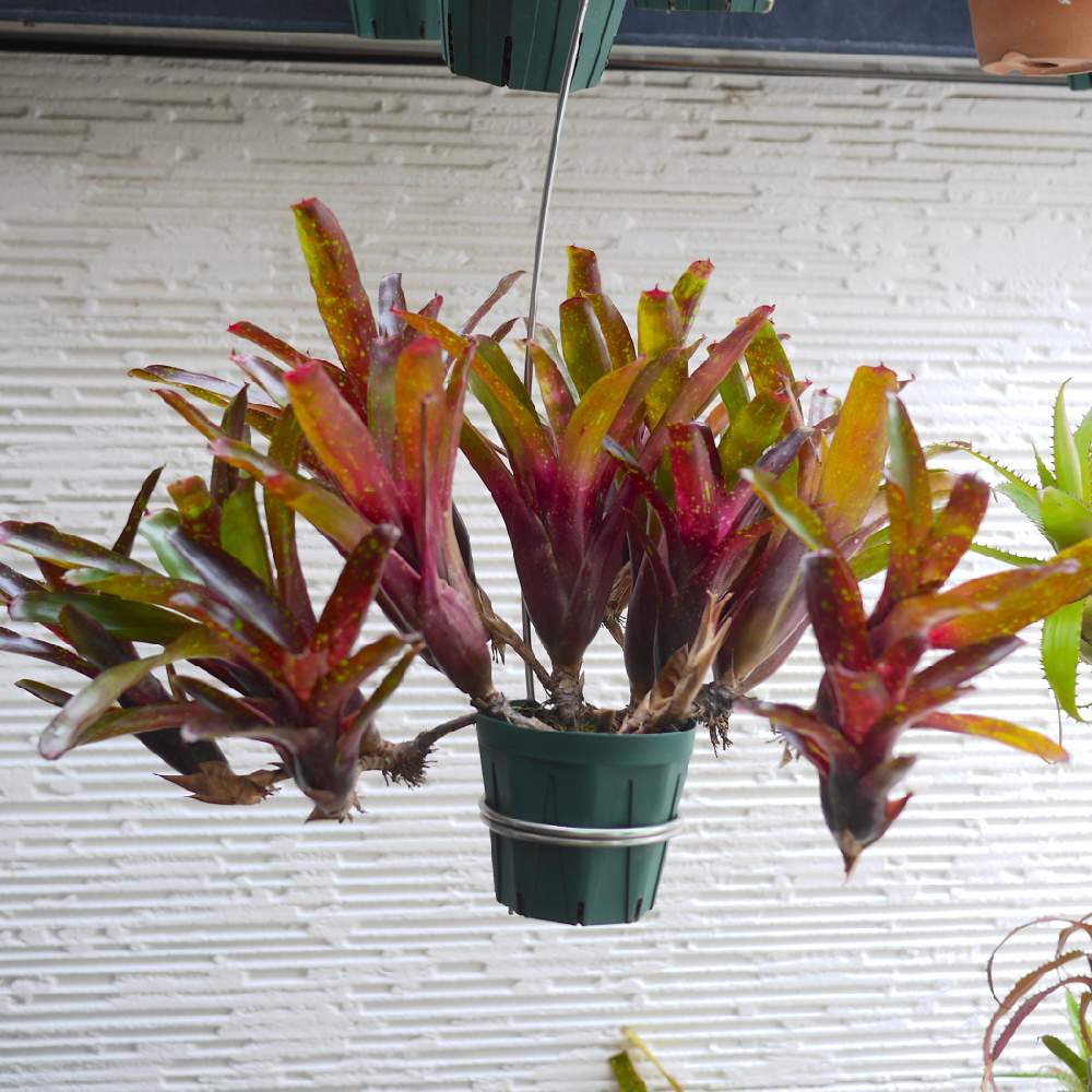 ネオレゲリアを旅立たせます 終了します Greensnap グリーンスナップ