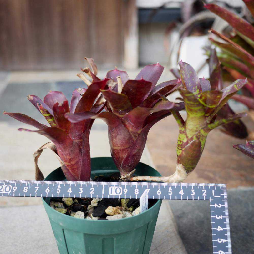 ネオレゲリアを旅立たせます！ 終了します😖｜🍀GreenSnap