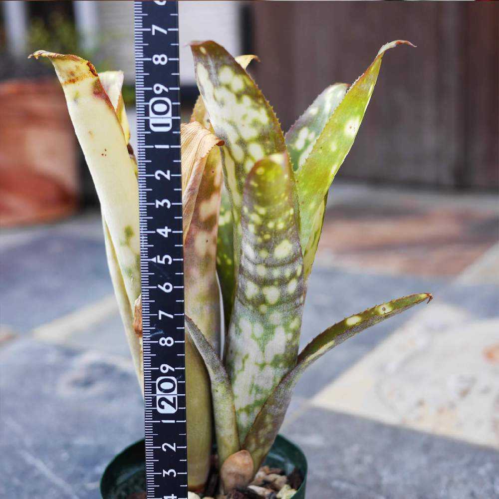 ネオレゲリアを旅立たせます 終了します Greensnap グリーンスナップ