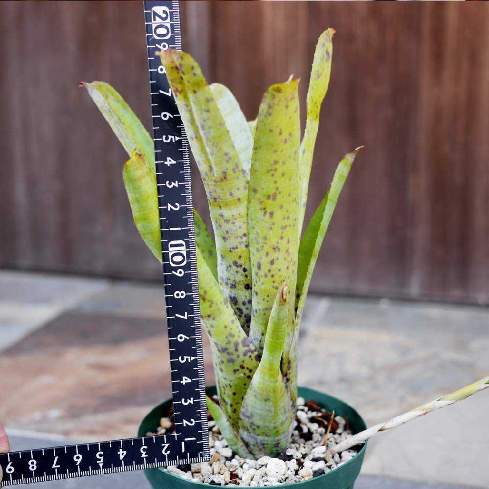 ネオレゲリアを旅立たせます 終了します Greensnap グリーンスナップ