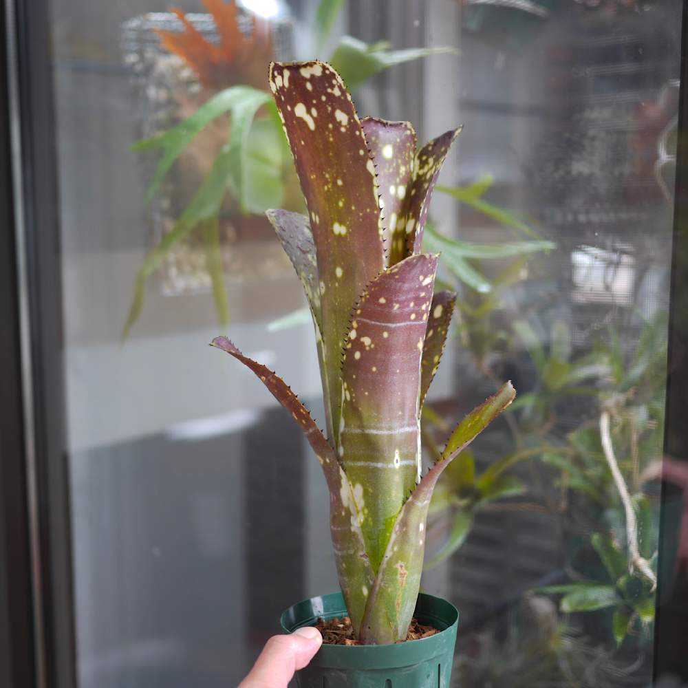 ネオレゲリアを旅立たせます 終了します Greensnap グリーンスナップ