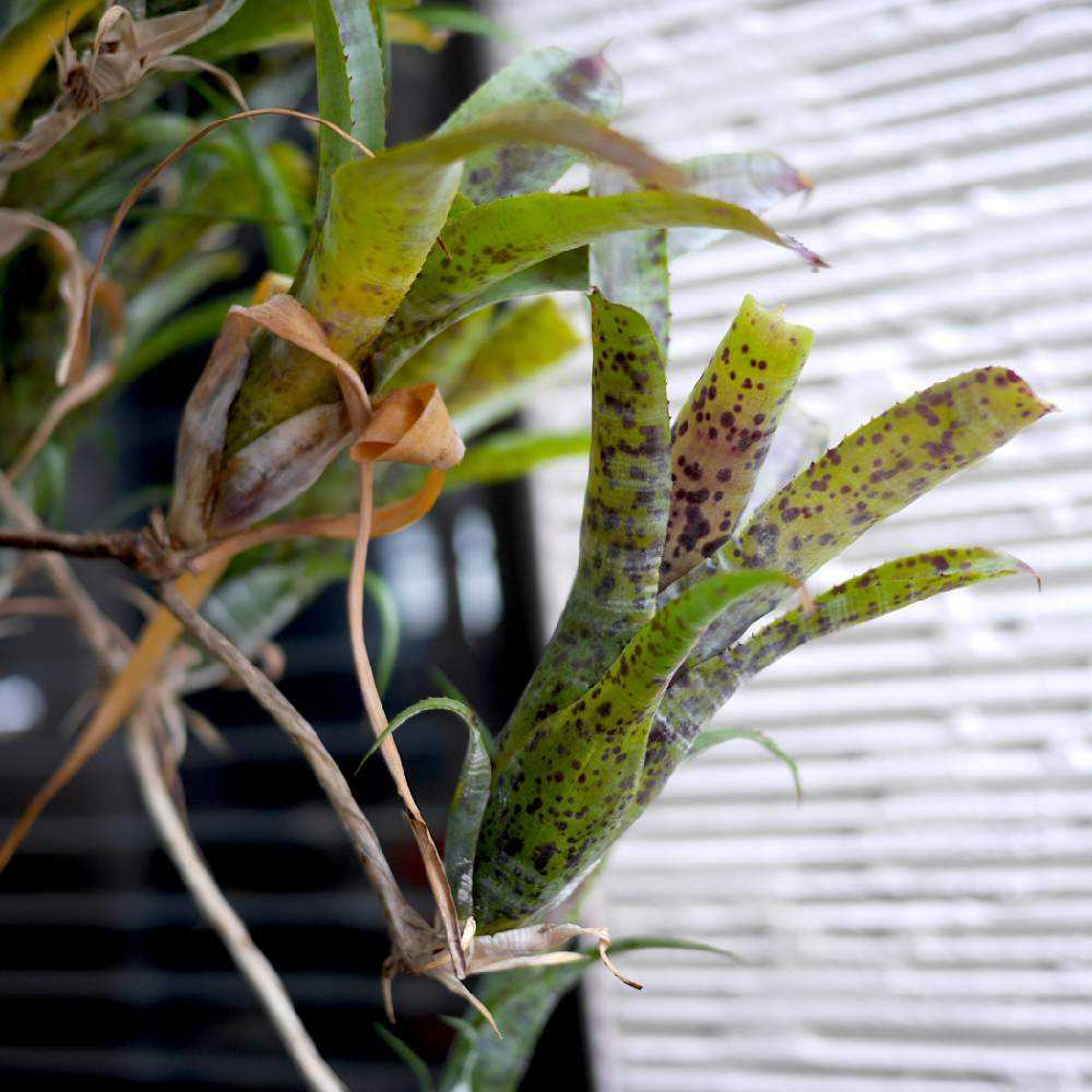 ネオレゲリアを旅立たせます 終了します Greensnap グリーンスナップ