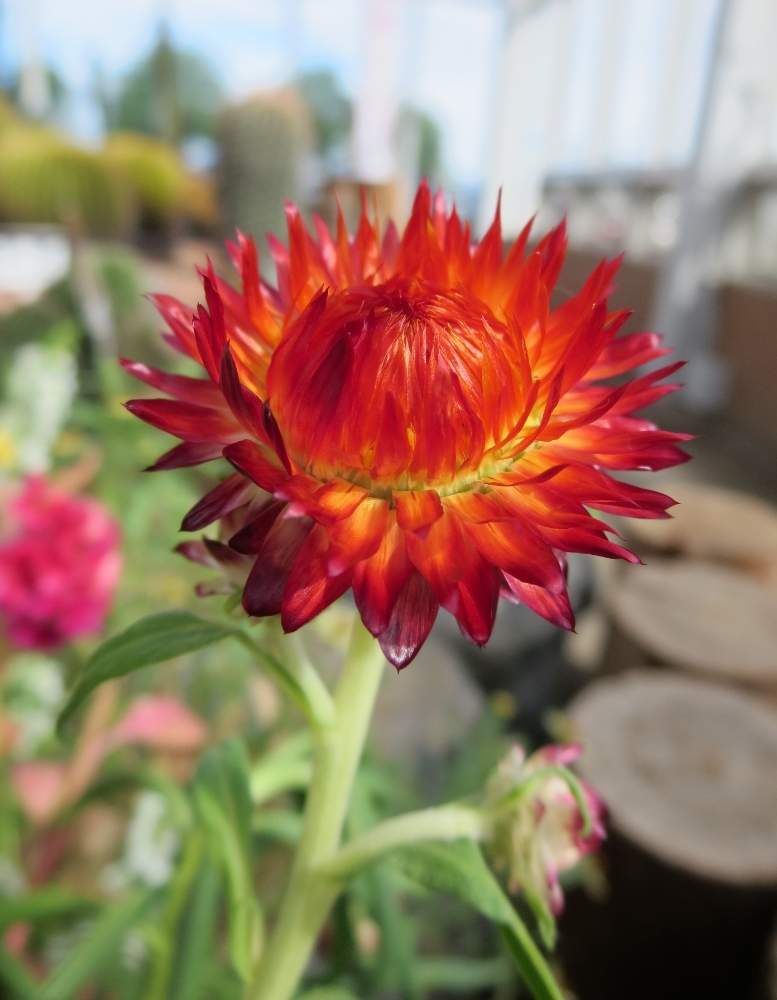 ムギワラギクの投稿画像 By ぺこりん さん 帝王貝細工 ムギワラギク と公園とgs映えとgs日和と散歩とボタニカルスポットとフローラルガーデンよさみとおでかけ先ときれいな色とお散歩とかわいいな とお出かけ先にて 19月10月29日 Greensnap グリーンスナップ