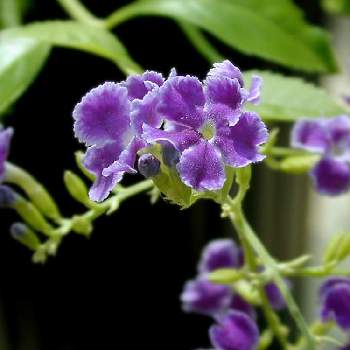 北九州の投稿画像一覧 Greensnap グリーンスナップ