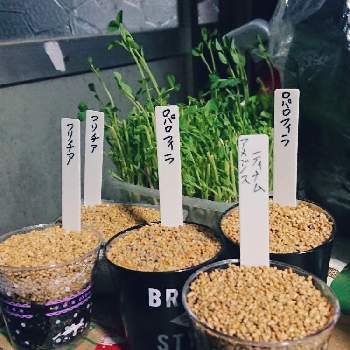 種から育てた多肉植物の投稿画像一覧 Greensnap グリーンスナップ