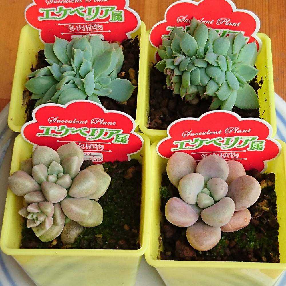 超絶希少！◇親株◇多肉植物シリーズ・アガベ属・ビルモニニアナ