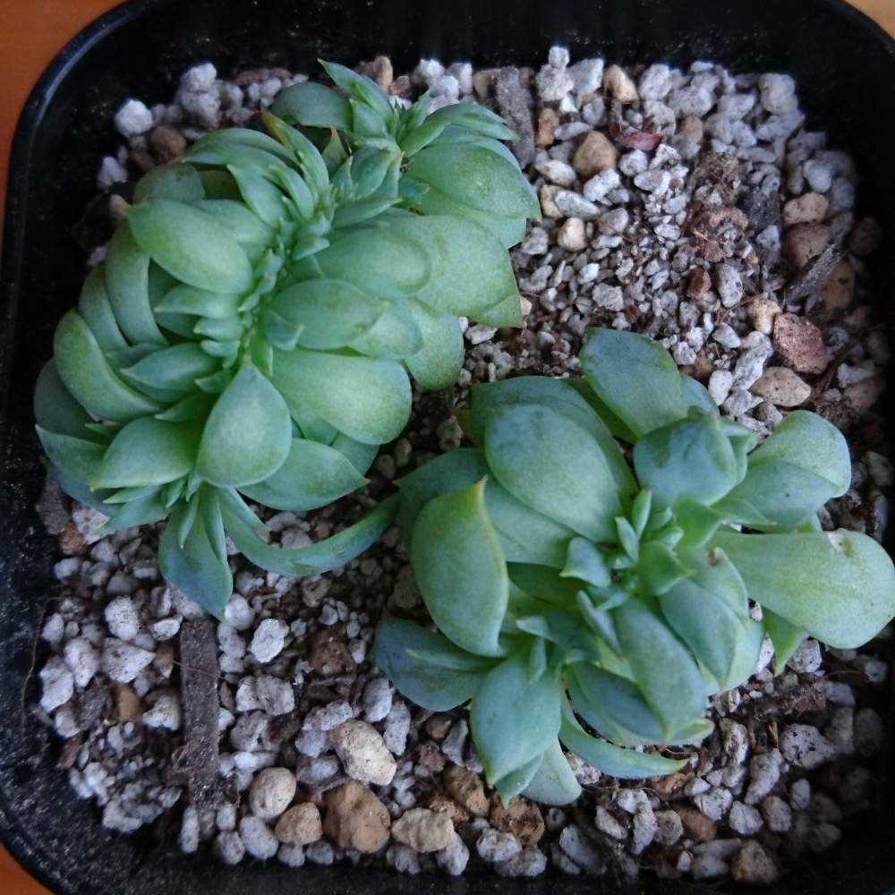 032 セクンダ綴化 の生長記録 21 03 31更新 Greensnap グリーンスナップ