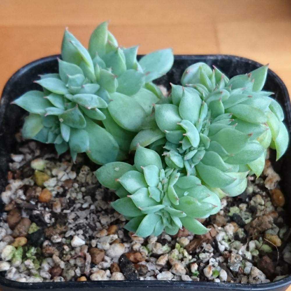 032 セクンダ綴化 の生長記録 21 03 31更新 Greensnap グリーンスナップ