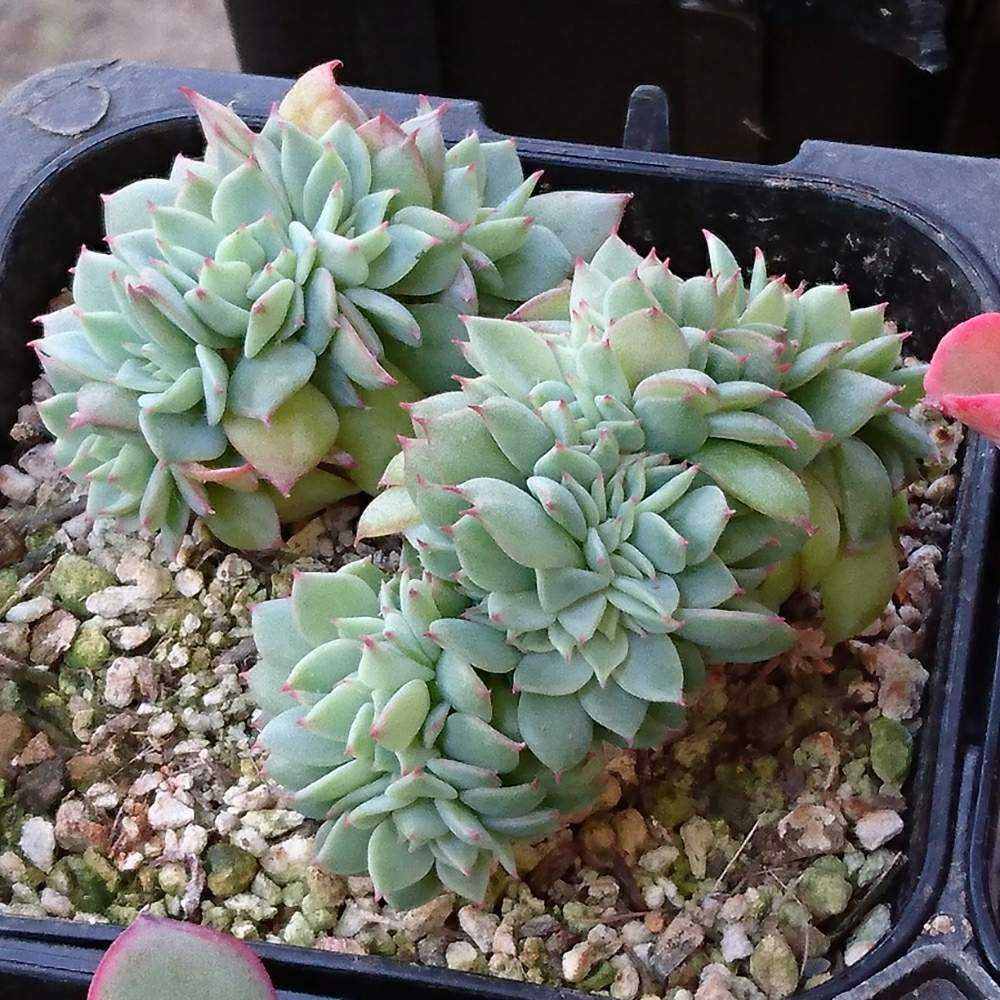 032 セクンダ綴化 の生長記録 21 03 31更新 Greensnap グリーンスナップ