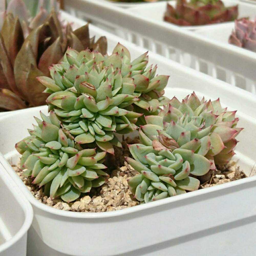 032 セクンダ綴化 の生長記録 21 03 31更新 Greensnap グリーンスナップ