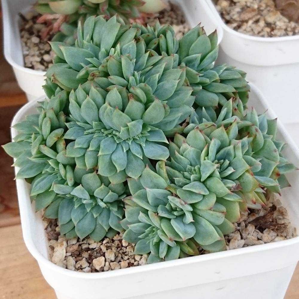 032 セクンダ綴化 の生長記録 21 03 31更新 Greensnap グリーンスナップ