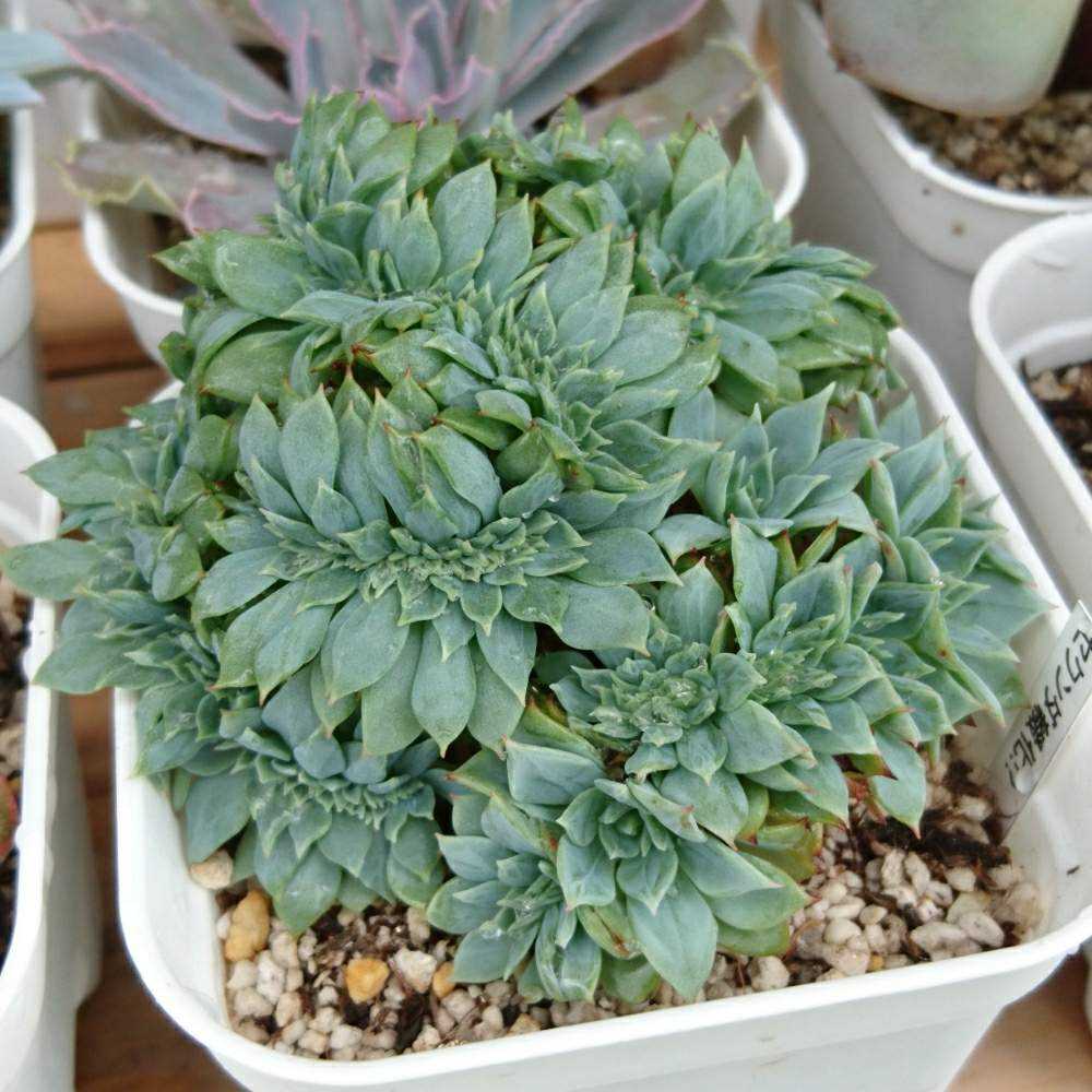 032 セクンダ綴化 の生長記録 21 03 31更新 Greensnap グリーンスナップ