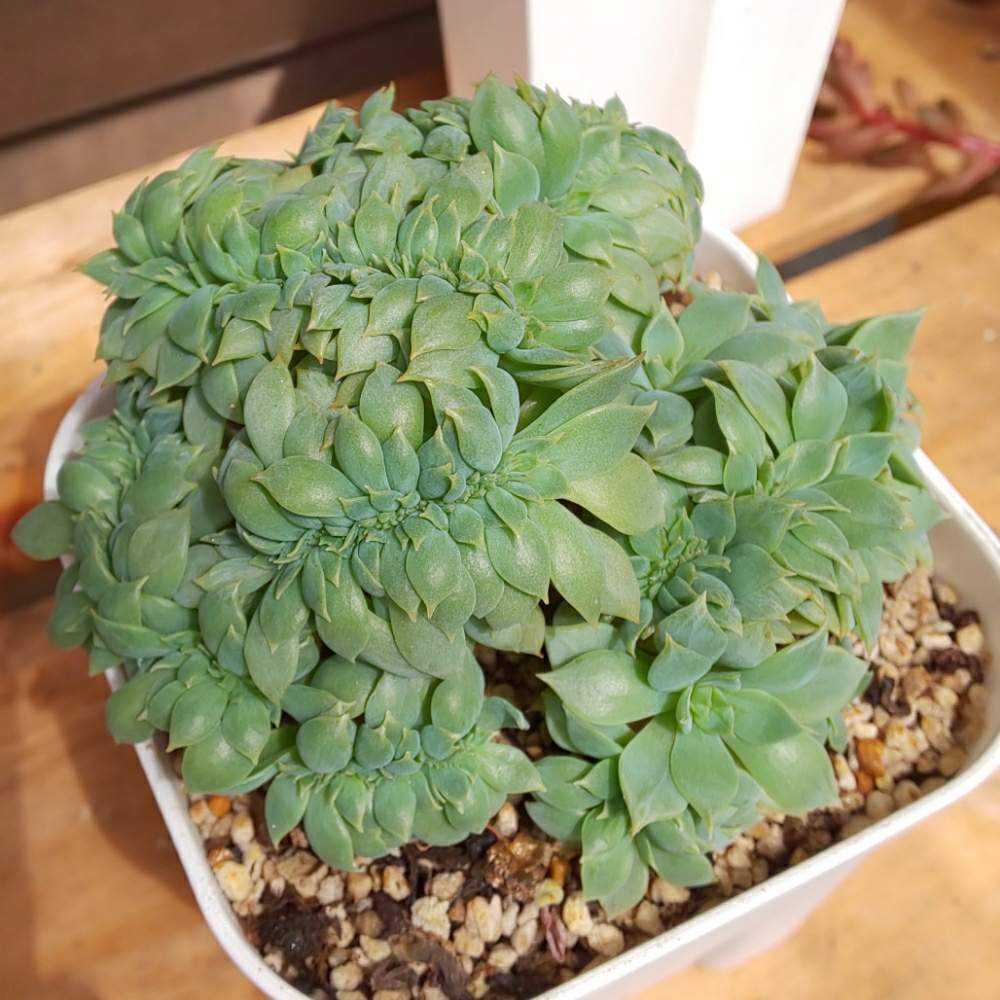 032 セクンダ綴化 の生長記録 21 03 31更新 Greensnap グリーンスナップ