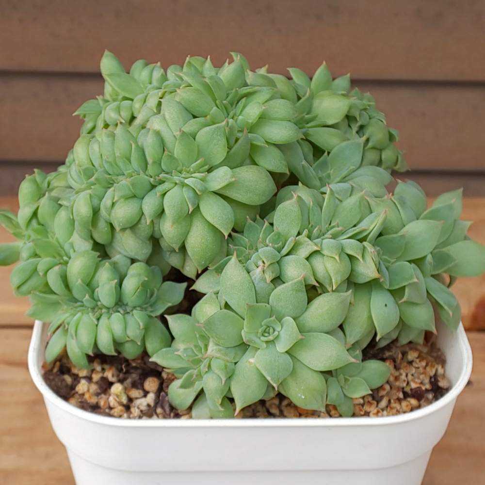 032 セクンダ綴化 の生長記録 21 03 31更新 Greensnap グリーンスナップ