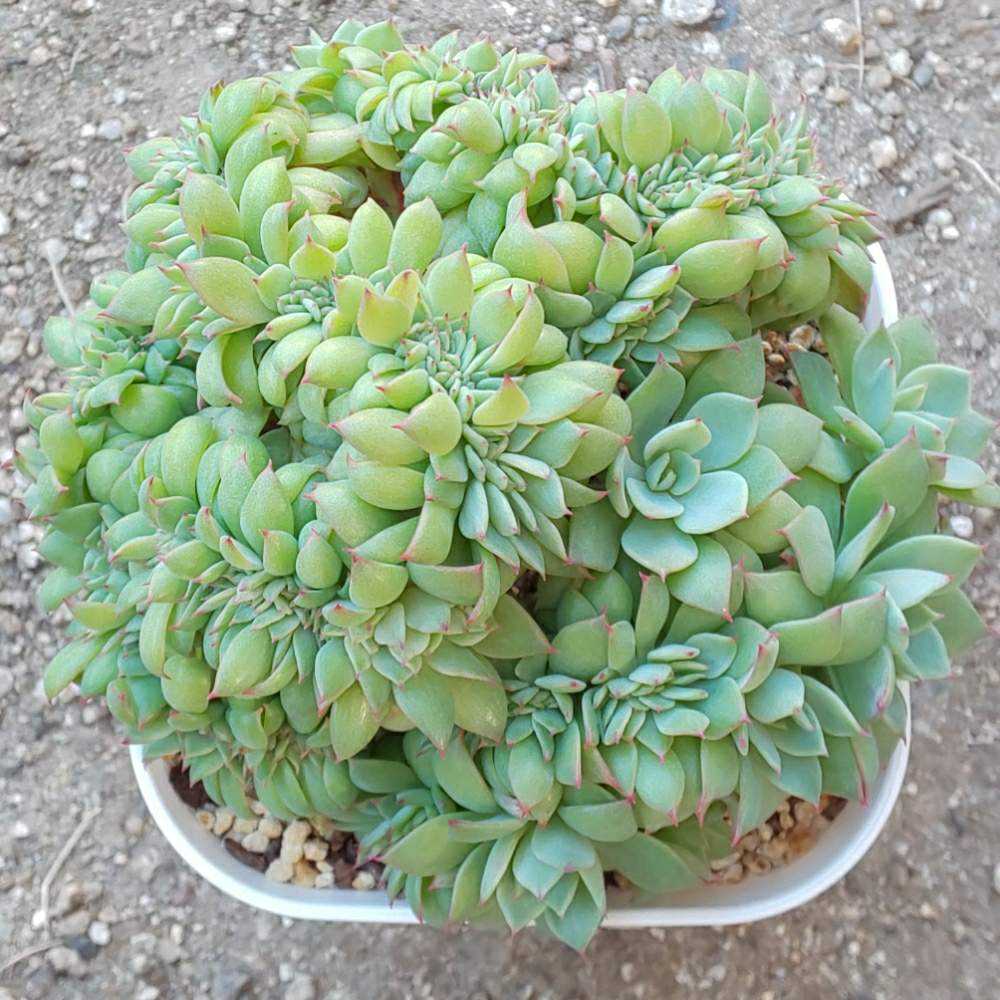 032 セクンダ綴化 の生長記録 21 03 31更新 Greensnap グリーンスナップ