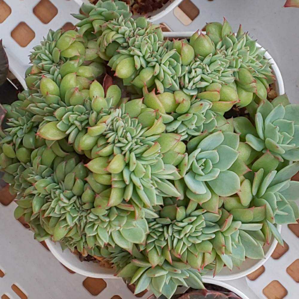 032 セクンダ綴化 の生長記録 21 03 31更新 Greensnap グリーンスナップ