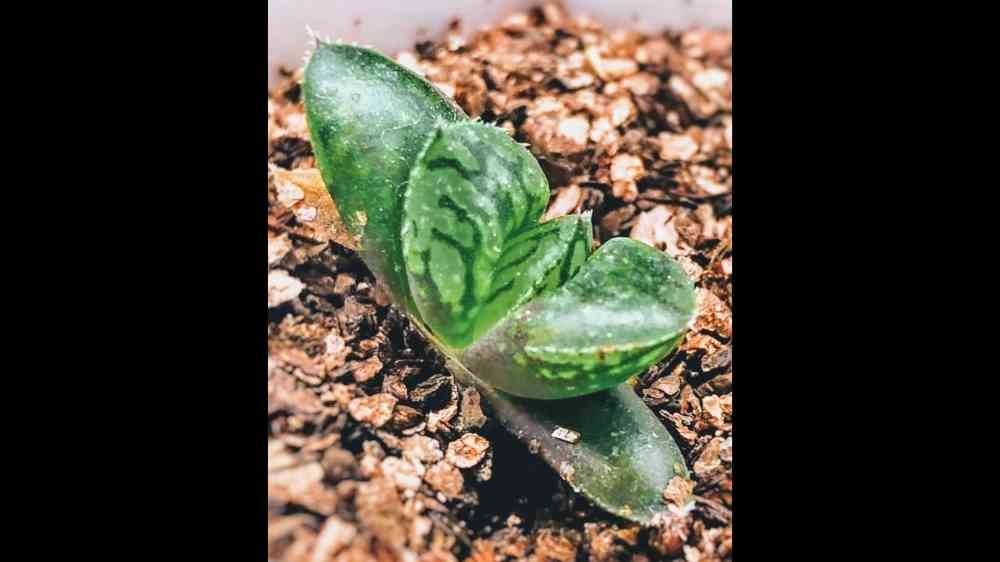ハオルチア ナイルの一滴 抜き苗 - 植物/観葉植物