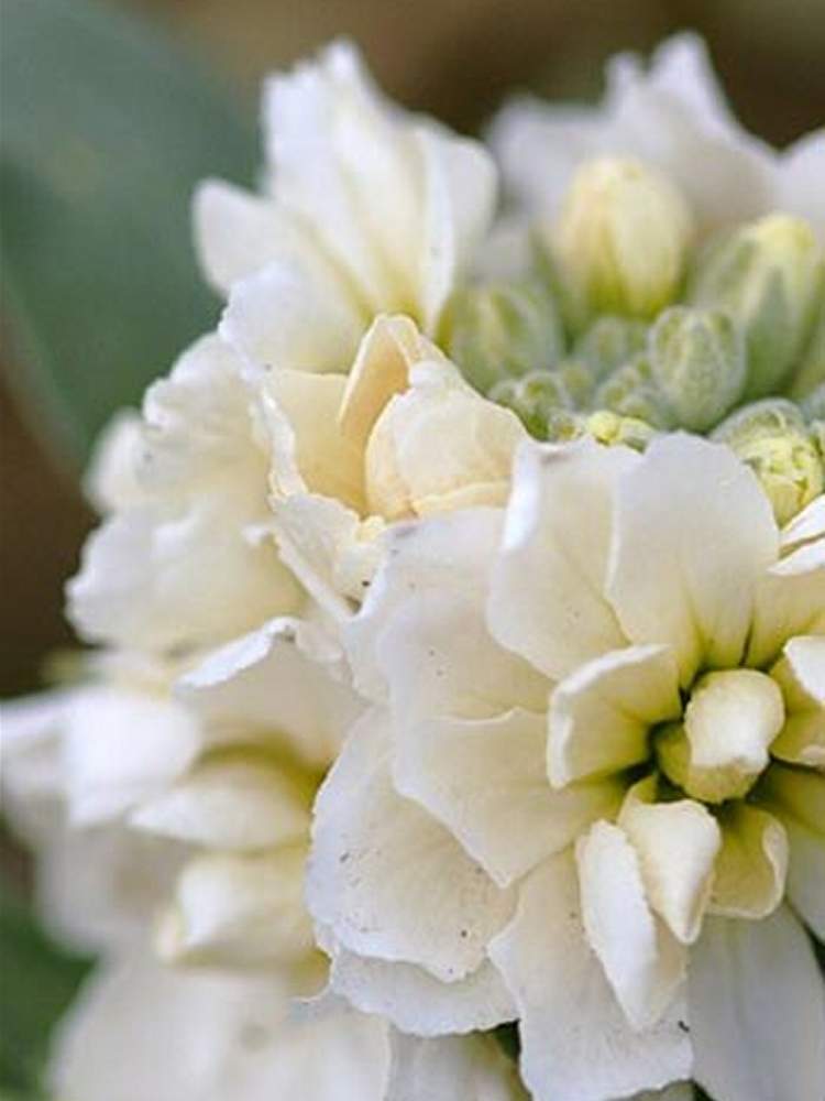 ストックの投稿画像 By たまごさん 白い花と今日の花と花のある暮らしと綺麗な花 19月10月30日 Greensnap グリーンスナップ
