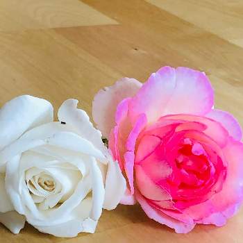 バラ ビブラマリエ！の画像 by ポルルンさん | 部屋とバラ ピエールドゥロンサールとバラ ビブラマリエ！と秋バラとばら バラ 薔薇と花のある暮らしと白い花と薔薇♪とバラ・ミニバラ