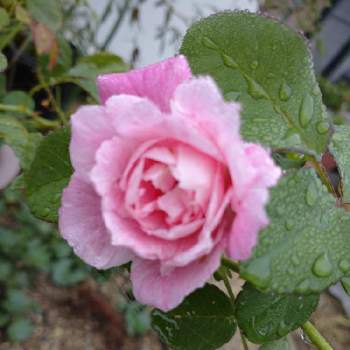 ピンク色のお花♪の画像 by うさぎさん | 小さな庭とピンク色のお花♪と癒し系と花のある暮らしと可愛らしい♪と薔薇♪