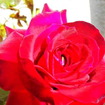 赤いばらの画像 by Chieko☆さん | 小さな庭と綺麗な色♡と赤いばらと薔薇のある人生