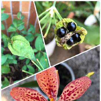 ぬばたま の投稿画像一覧 Greensnap グリーンスナップ