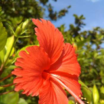 素敵な景色の画像 by reikoriseさん | お出かけ先とハイビスカスと植物大好きと沖縄と素敵な景色とGS映えとGS日和と植中毒とおでかけ先とゆるキャラ倶楽部と花のある暮らしと沖縄の旅